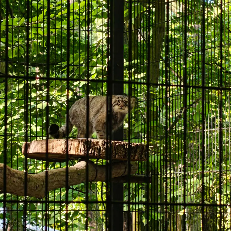 A photograph of Tsas in Kraków Zoo