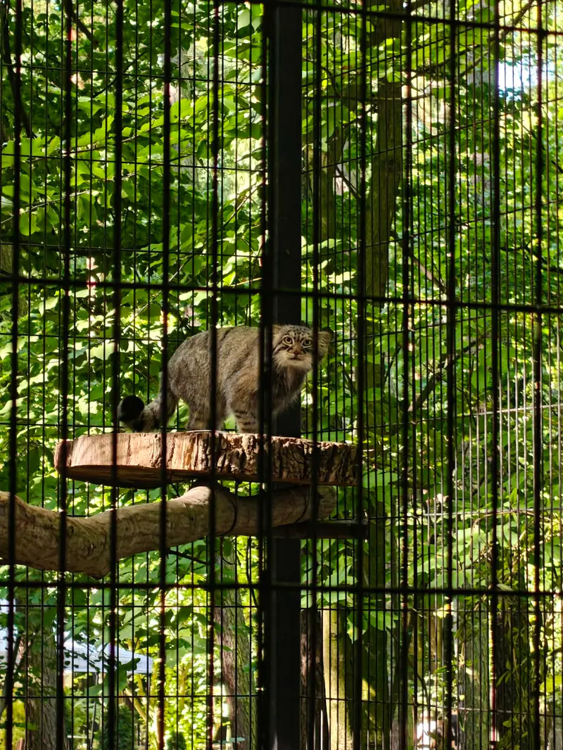 A photograph of Tsas in Kraków Zoo