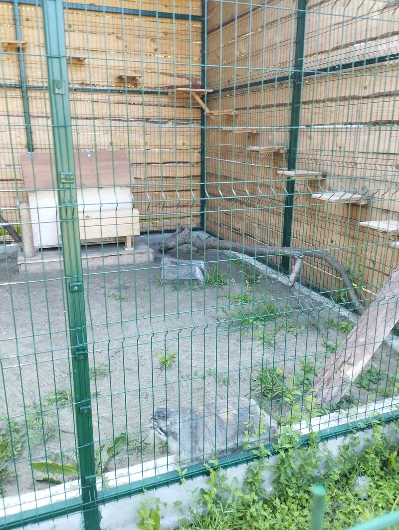 A photograph of Chip in Barnaul zoo “Lesnaya skazka”