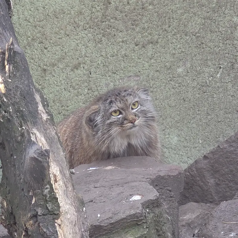A photograph of Bohus in Budapest Zoo & Botanical Garden