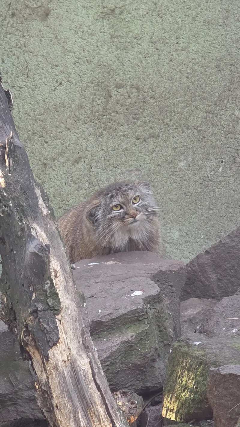 A photograph of Bohus in Budapest Zoo & Botanical Garden