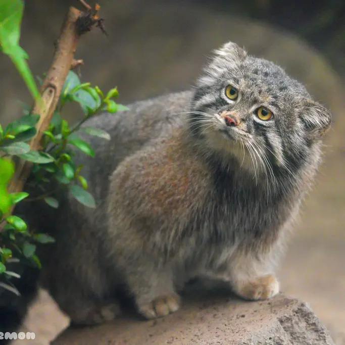 A photograph of Nar in Kobe Animal Kingdom