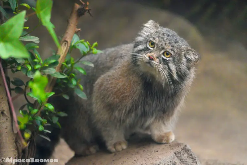 A photograph of Nar in Kobe Animal Kingdom