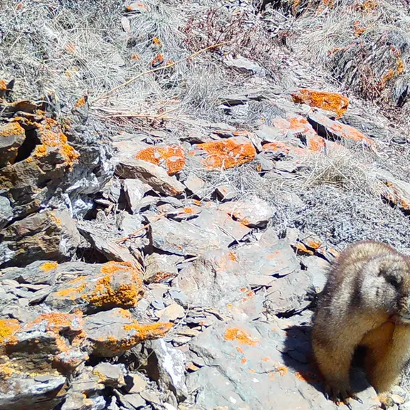 A photograph of a Pallas's cat