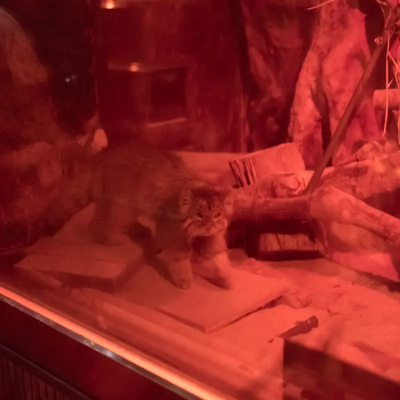 A photograph of Naim in Ueno Zoological Gardens