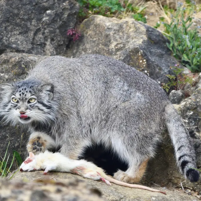 A photograph of Namuu in Port Lympne Wild Animal Park