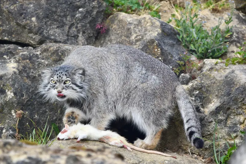 A photograph of Namuu in Port Lympne Wild Animal Park
