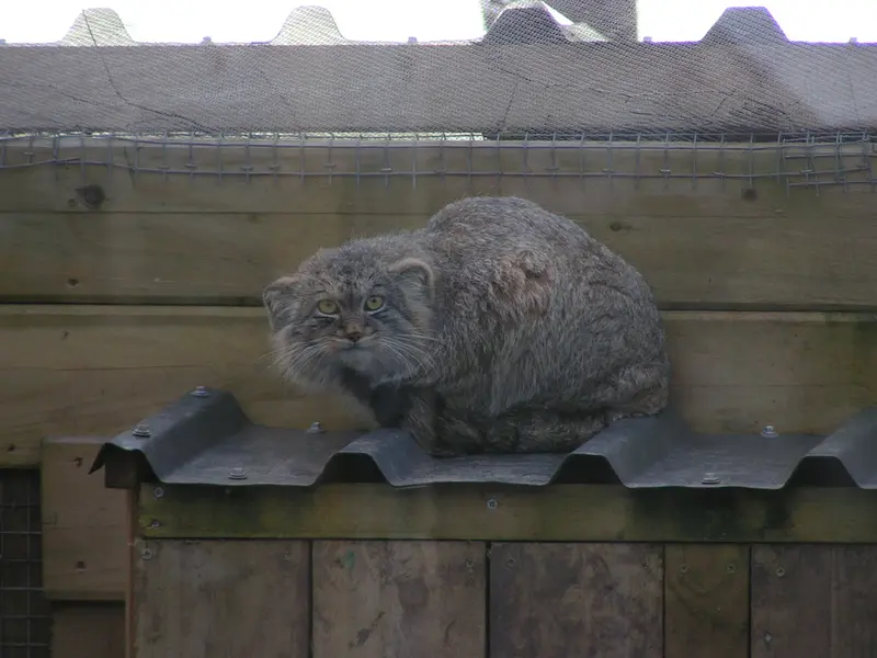 A photograph of Altai in The Lakeland Wildlife Oasis