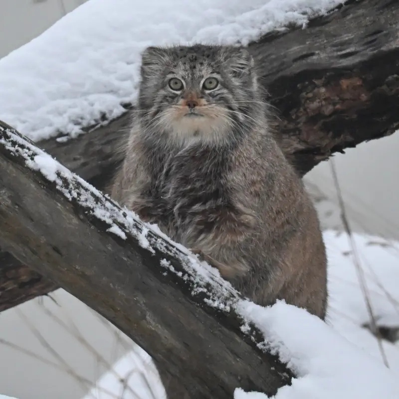 A photograph of Mimi in Korkeasaari Zoo