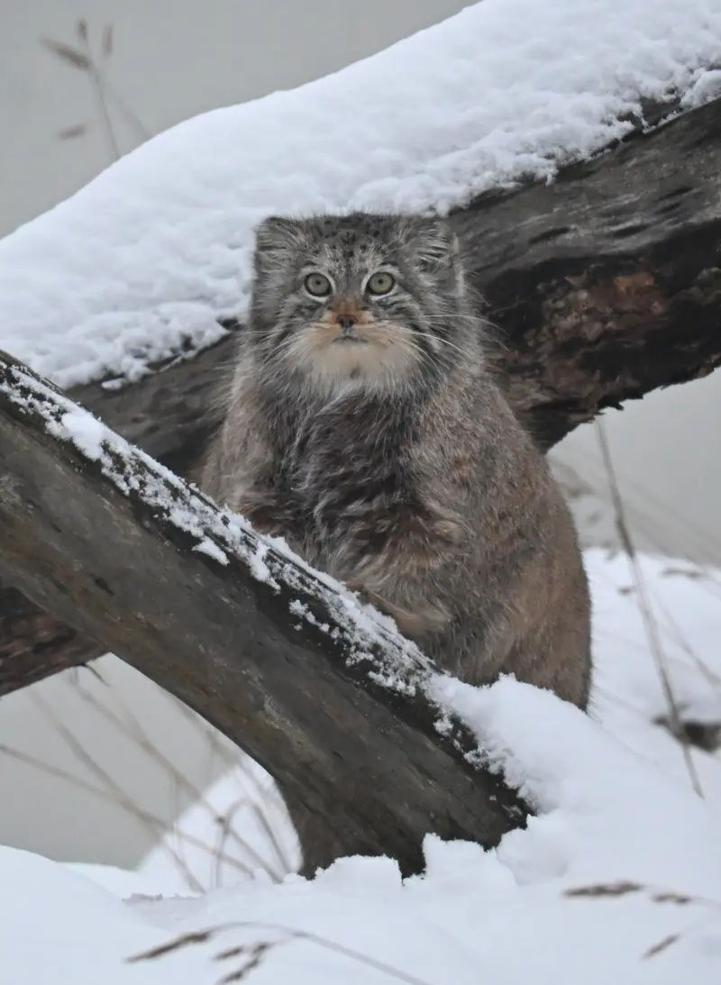 A photograph of Mimi in Korkeasaari Zoo