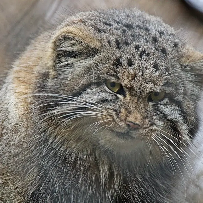 A photograph of Grey in Novosibirsk Zoo