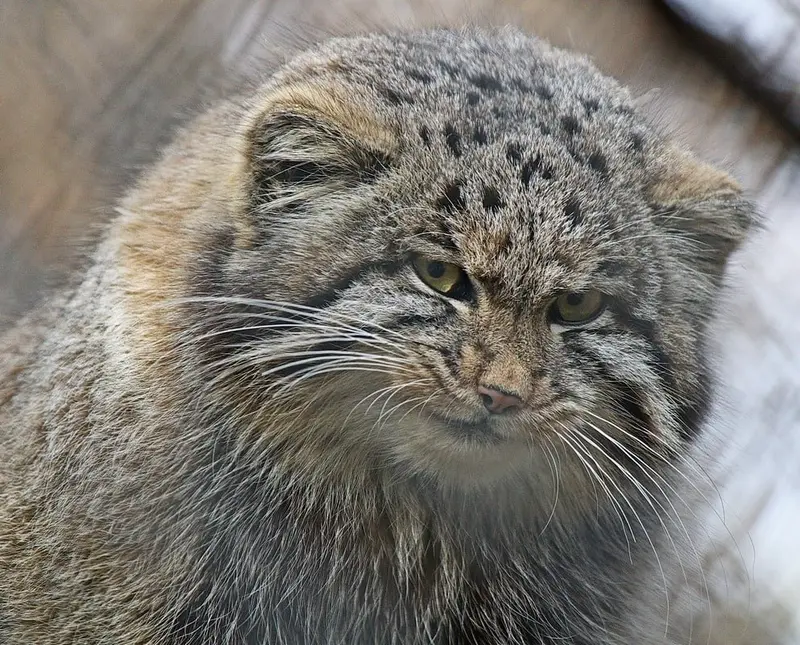 A photograph of Grey in Novosibirsk Zoo