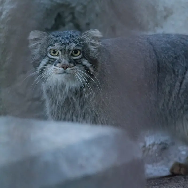 A photograph of Figa in Nogeyama Zoo