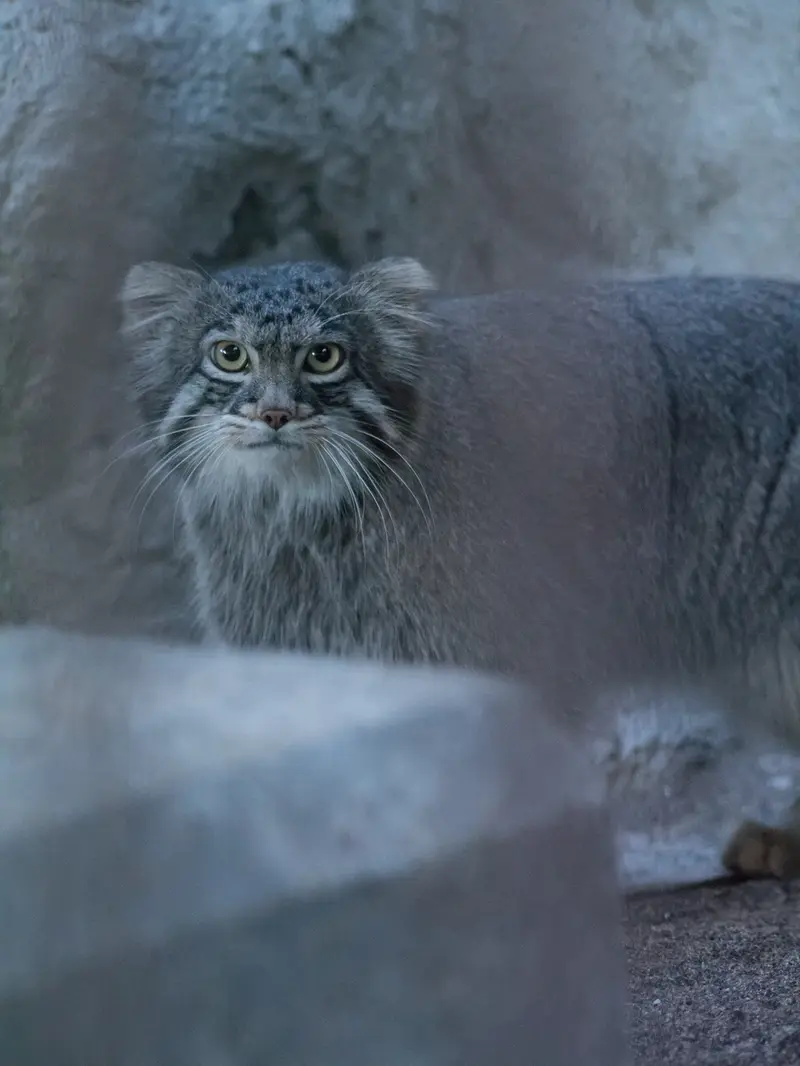 A photograph of Figa in Nogeyama Zoo
