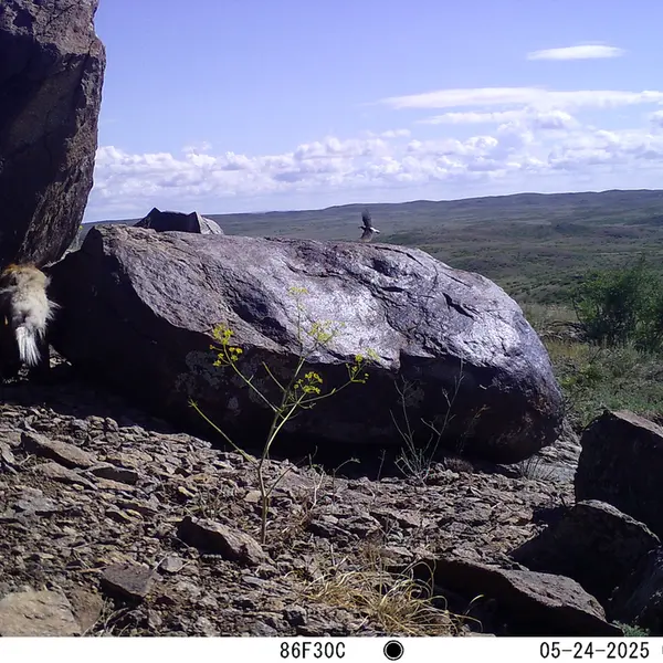 A photograph of Red fox from Koshkar camera trap