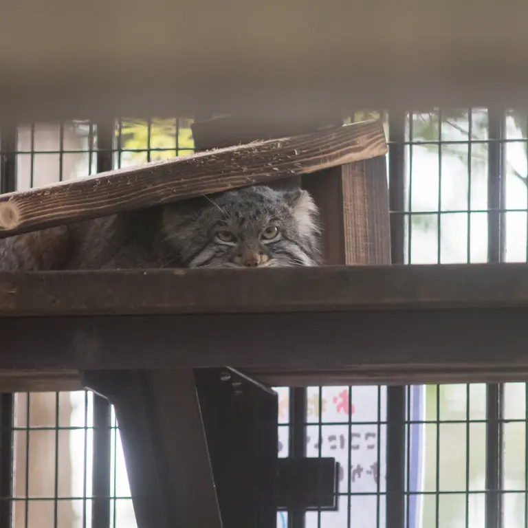 A photograph of Figa in Nogeyama Zoo