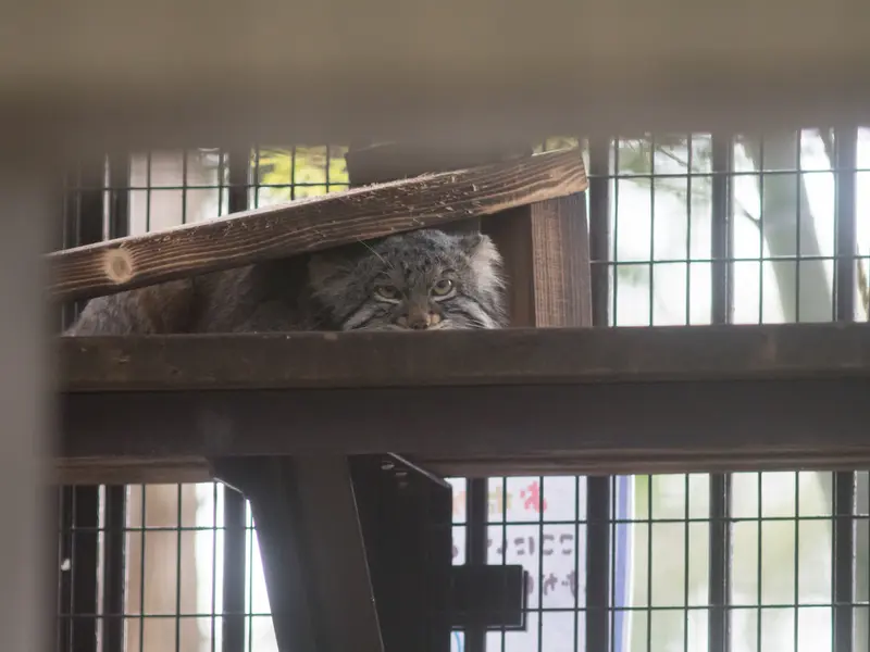 A photograph of Figa in Nogeyama Zoo