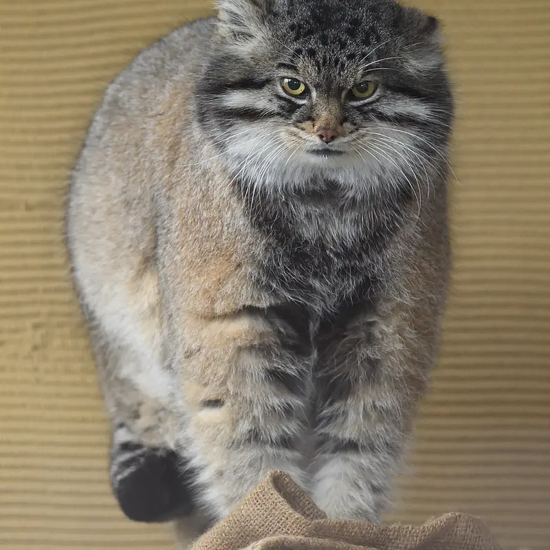 A photograph of Grusha in Asahiyama Zoo