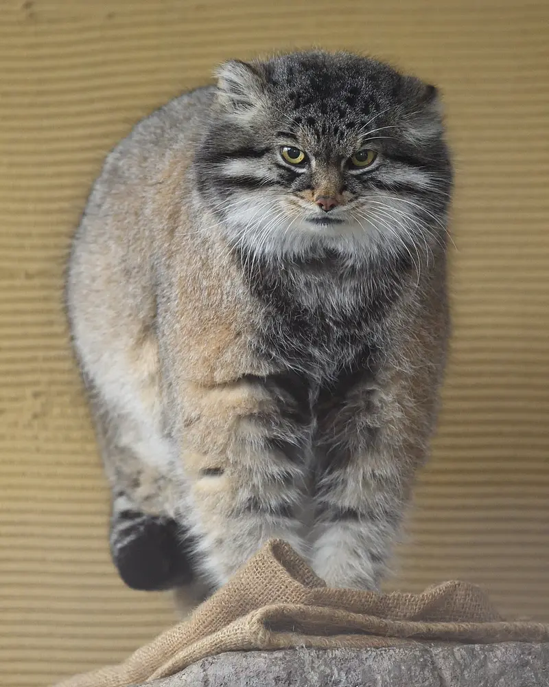 A photograph of Grusha in Asahiyama Zoo