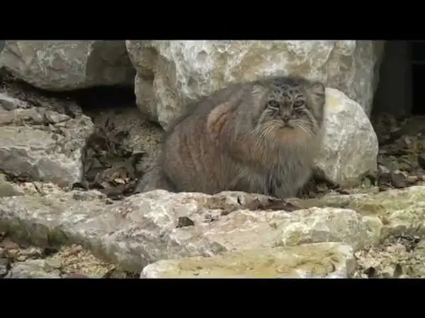 A video of Bree and Peer in Le Domaine des Fauves