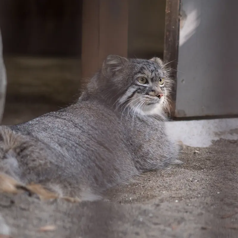 A photograph of Figa in Nogeyama Zoo