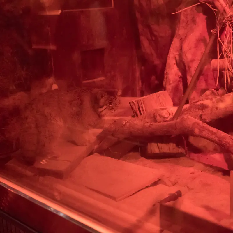 A photograph of Naim in Ueno Zoological Gardens