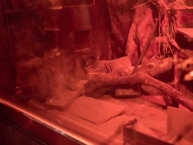 A photograph of Naim in Ueno Zoological Gardens