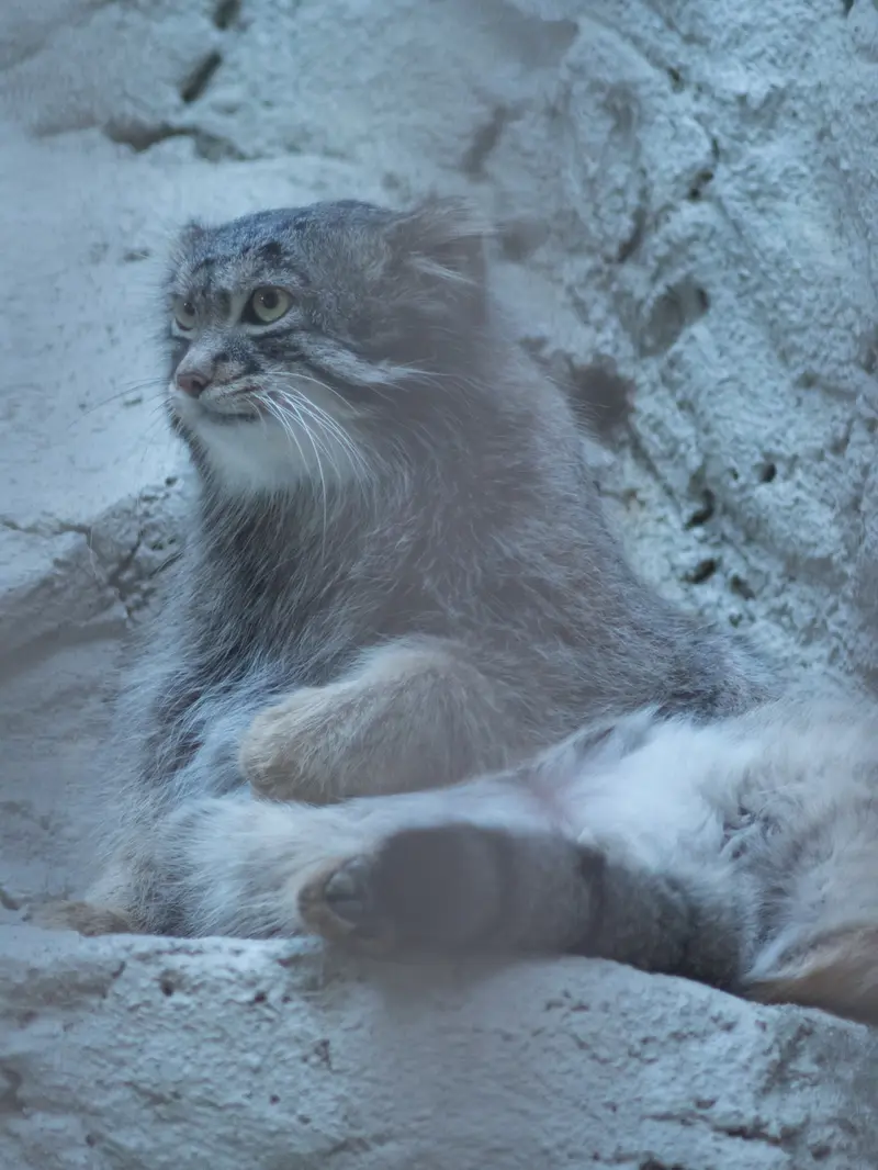 A photograph of Figa in Nogeyama Zoo
