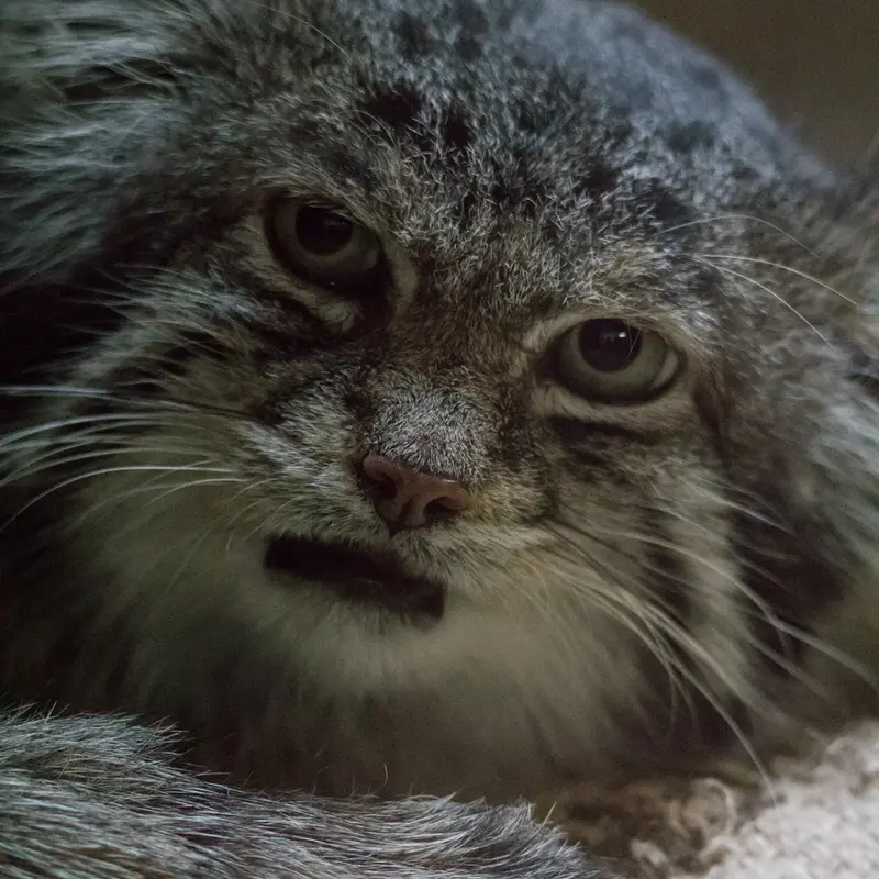 A photograph of Klyon in Ueno Zoological Gardens