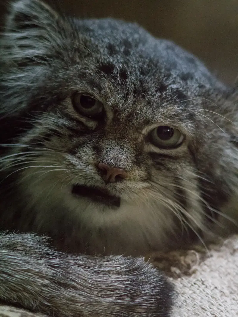 A photograph of Klyon in Ueno Zoological Gardens