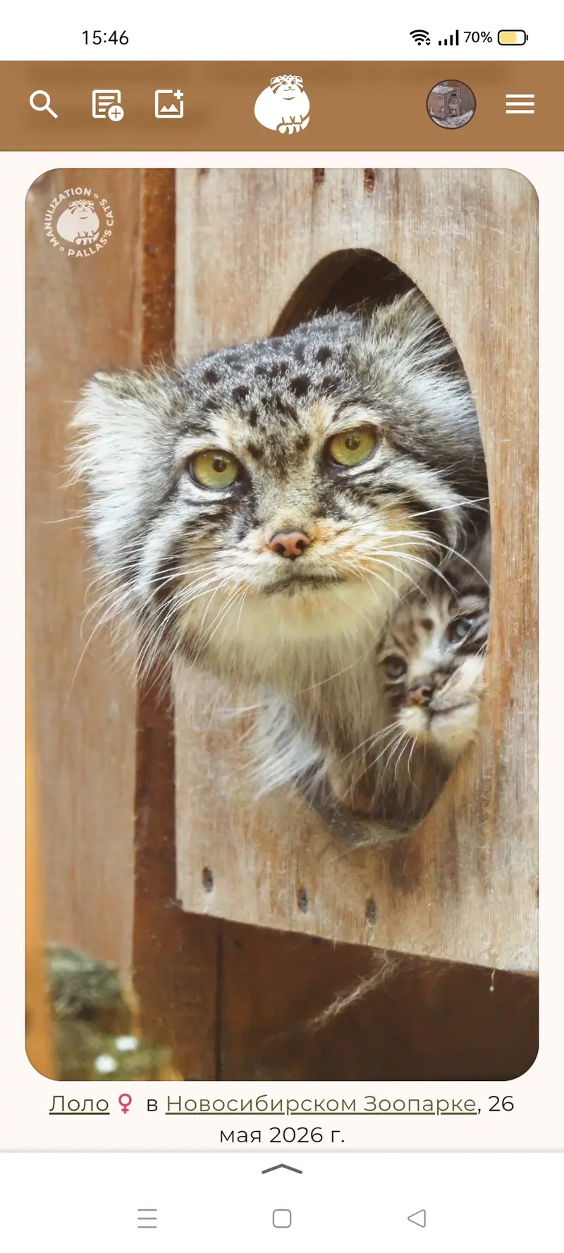 A photograph of a Pallas's cat