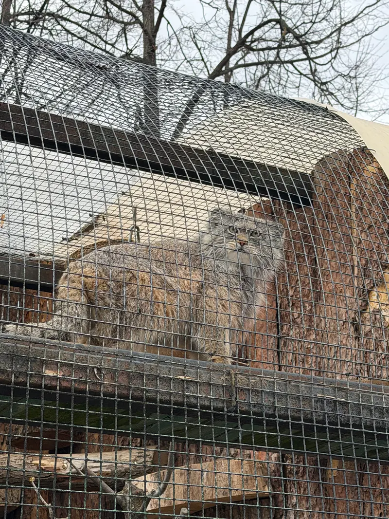A photograph of a Pallas's cat in Leningrad zoo