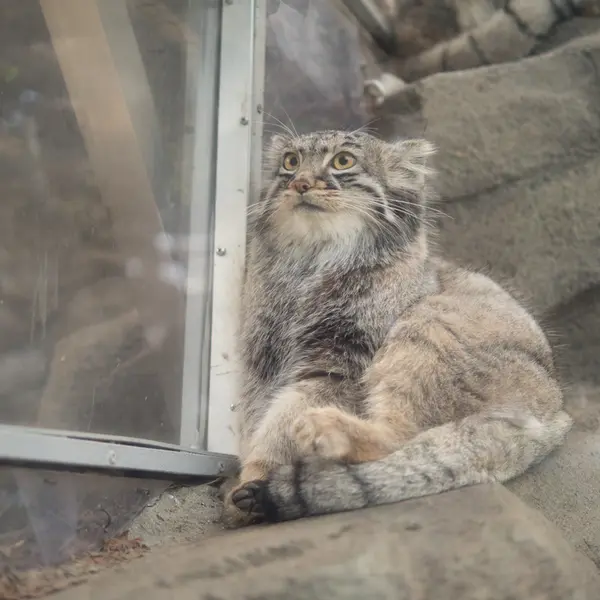 A photograph of Mei in Kobe Animal Kingdom