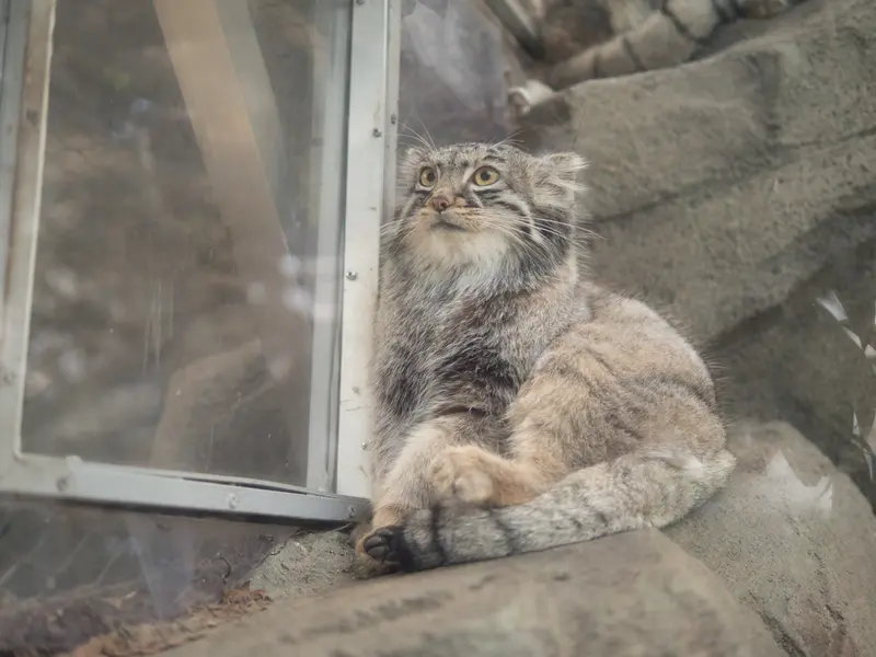 A photograph of Mei in Kobe Animal Kingdom