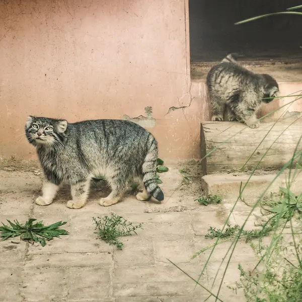 A photograph of Sun Xiaomei in Qinghai-Tibet Plateau Wildlife Zoo