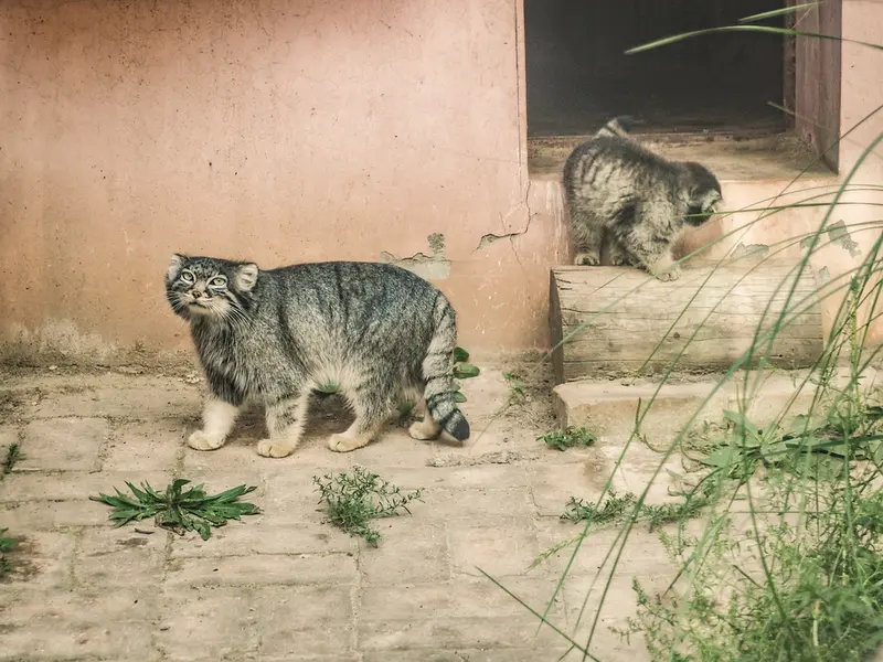 A photograph of Sun Xiaomei in Qinghai-Tibet Plateau Wildlife Zoo