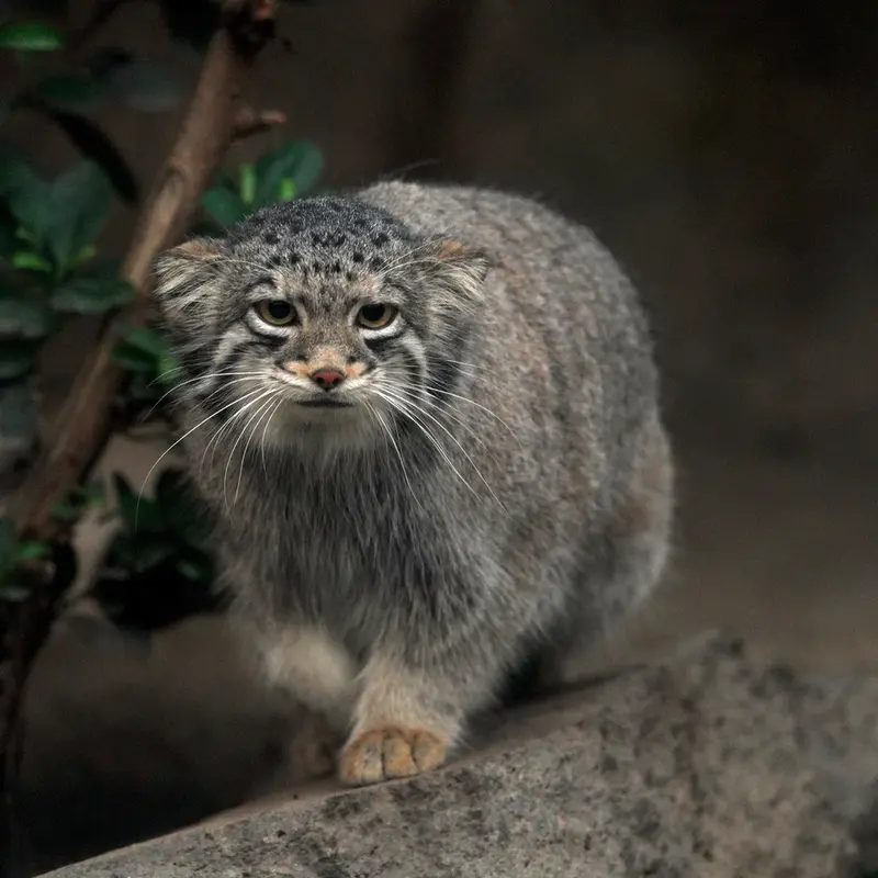A photograph of Oto in Kobe Animal Kingdom