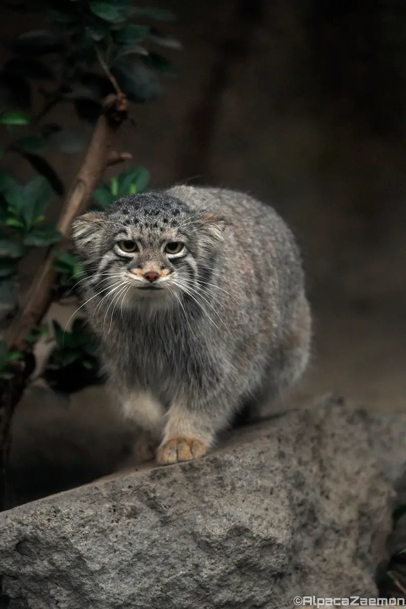 A photograph of Oto in Kobe Animal Kingdom