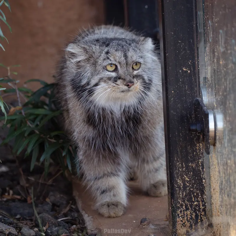 A photograph of Prinsessa in Prague Zoo