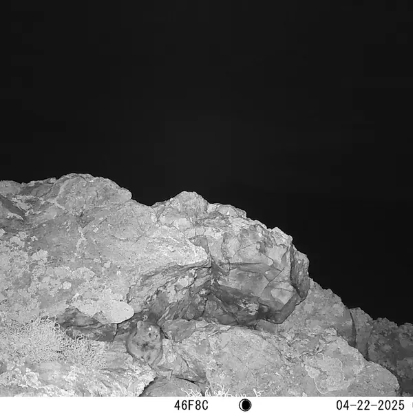A photograph of Pika from Besshoky 1 camera trap