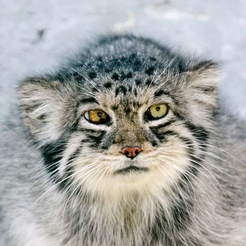 Peer the Pallas's cat from Le Domaine des Fauves