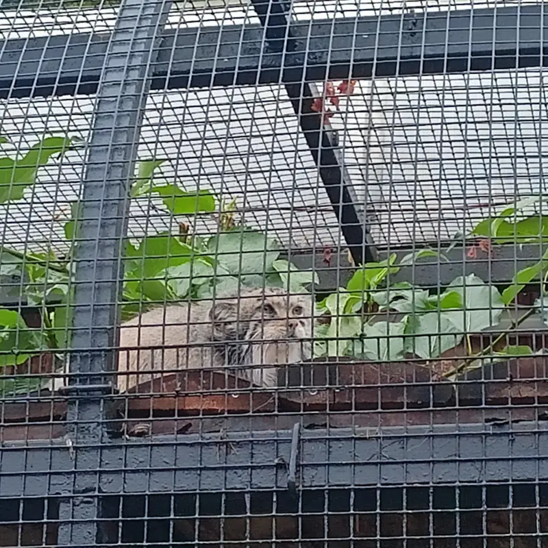 A photograph of a Pallas's cat