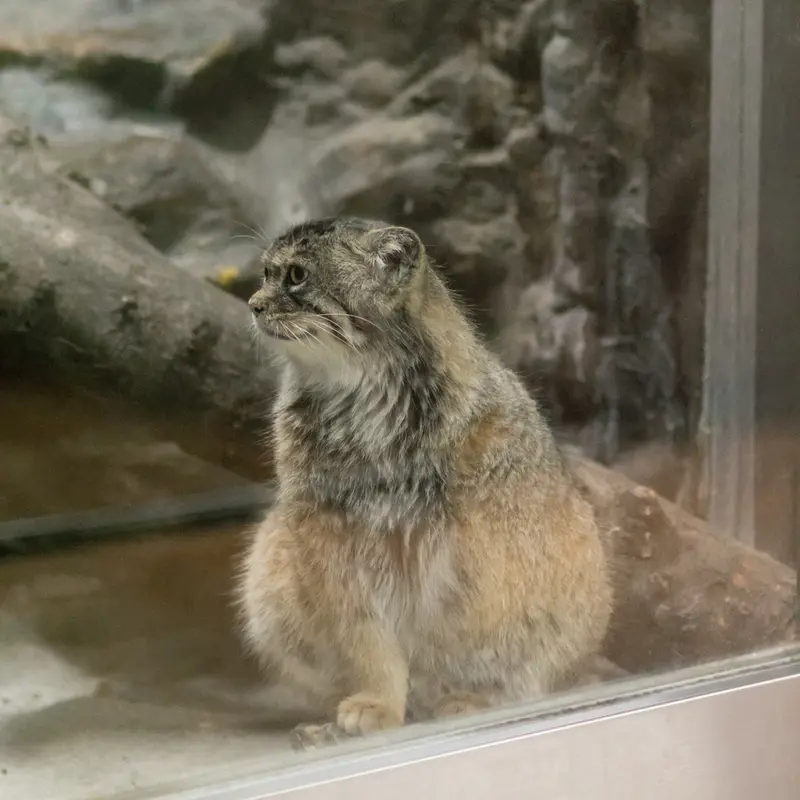 A photograph of Primula in Ueno Zoological Gardens