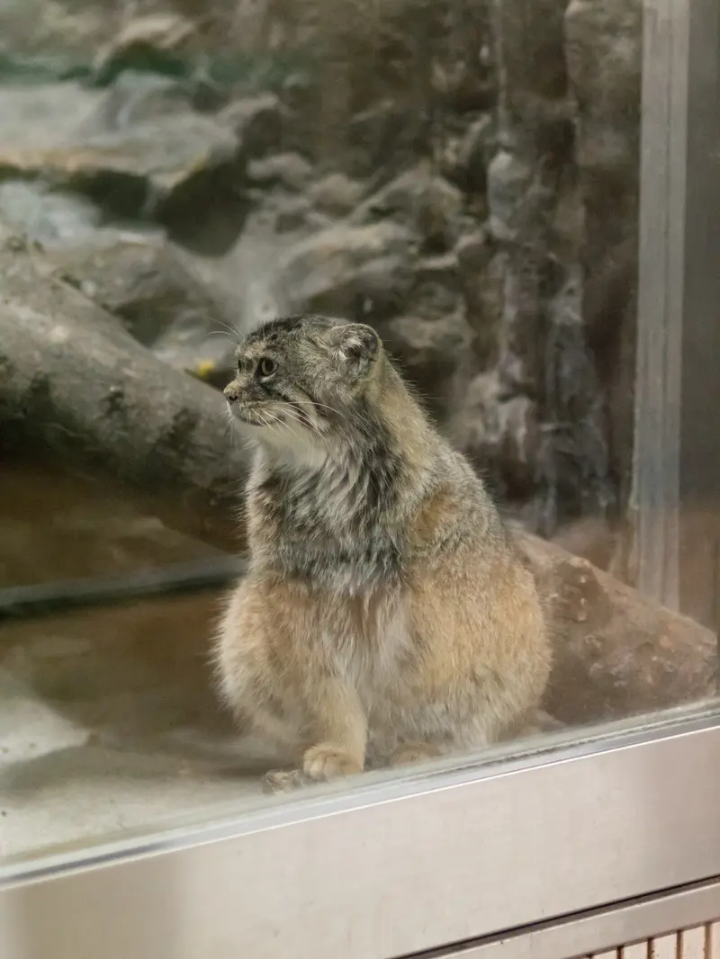 A photograph of Primula in Ueno Zoological Gardens