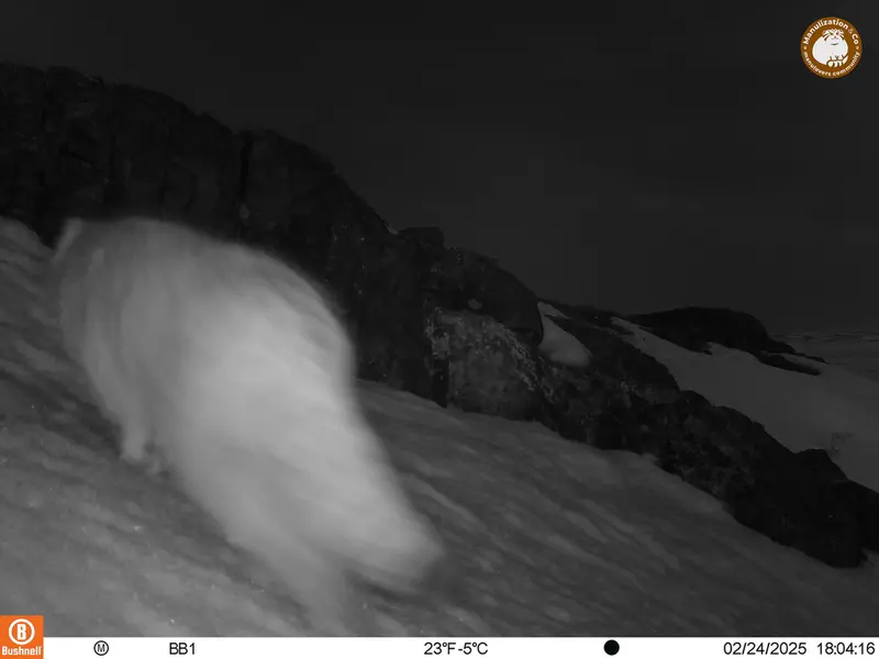 A photograph of Otocolobus manul manul from Aktas-Kunkora camera trap