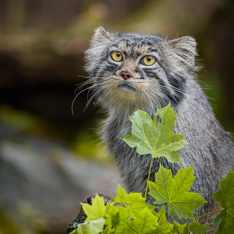 A photograph of Kubi in Wrocław Zoo