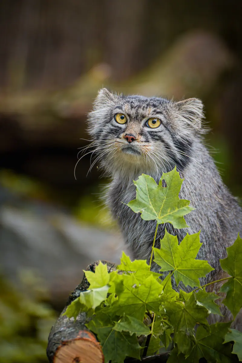 A photograph of Kubi in Wrocław Zoo