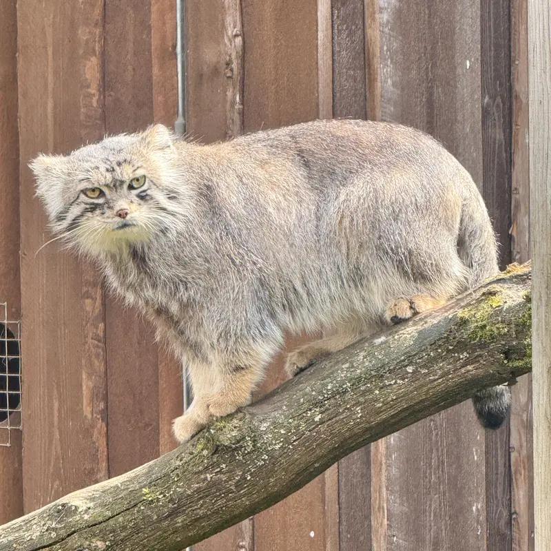 A photograph of a Pallas&#039;s cat in Tallinn Zoo