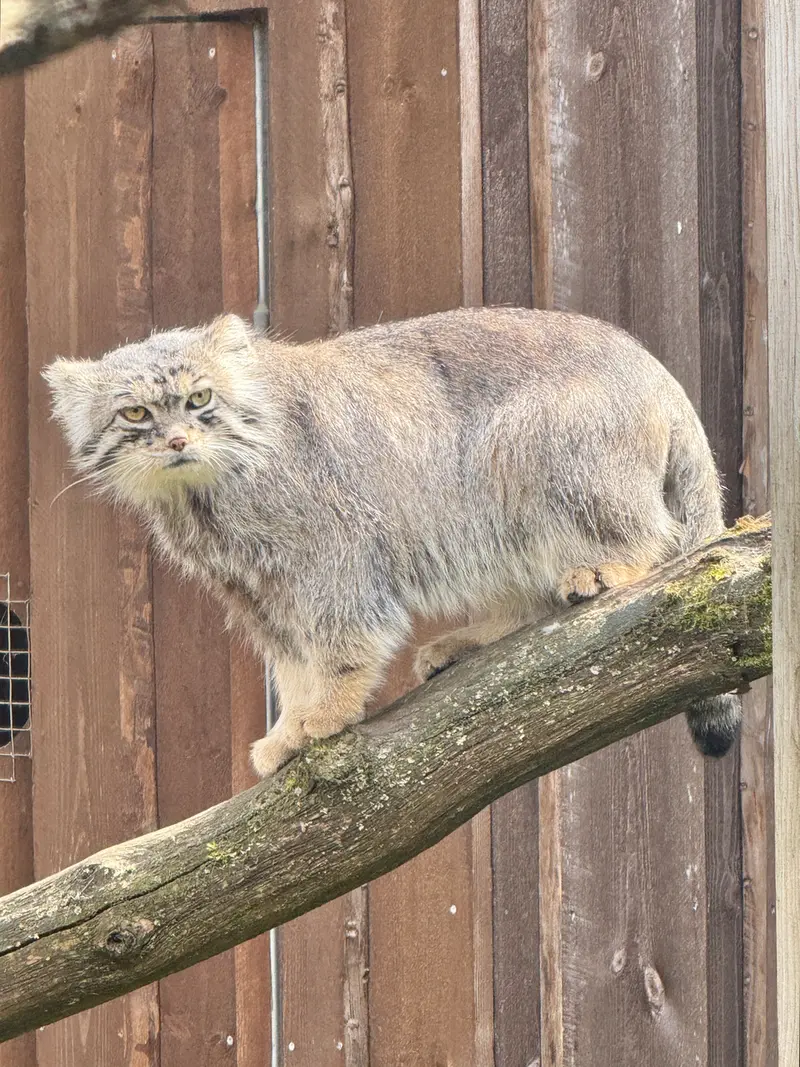 A photograph of a Pallas's cat in Tallinn Zoo