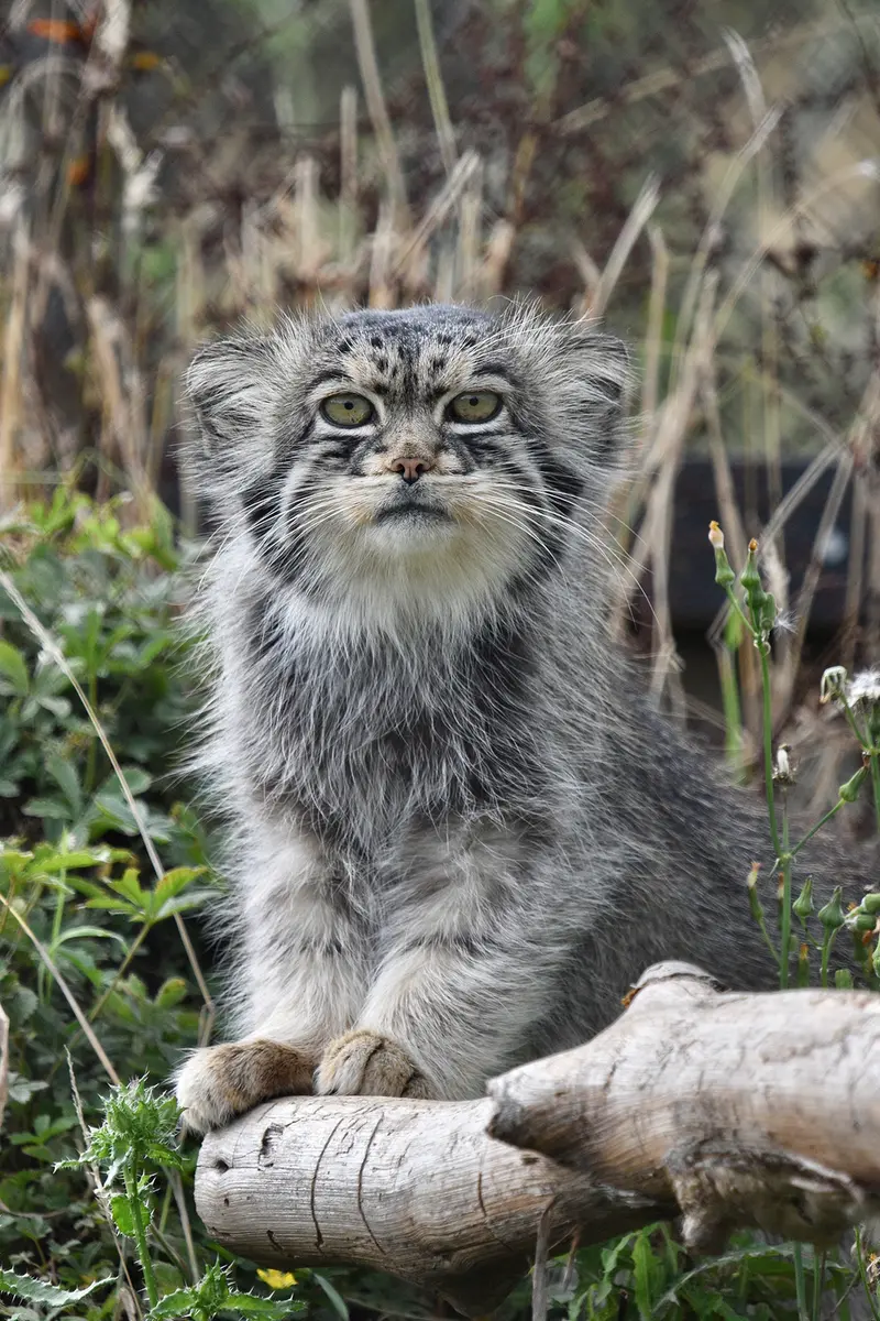 A photograph of Atlan in Port Lympne Wild Animal Park